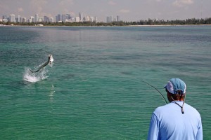 tarpon-miami-carl-ball-fishing-guide-florida-sfw