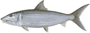bonefish miami carl ball guide charter