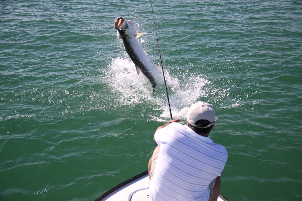 Miami - AWOL Fishing Guide