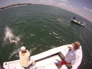 tail-walk-at-boat-carl-ball-miami-florida-fishing-guide-sfw     